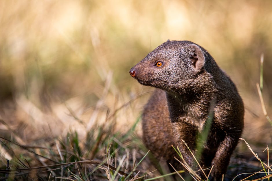 Deprecationwarning Mongoose The `Strictquery` Option Will Be Switched Back To `False` By Default In Mongoose 7